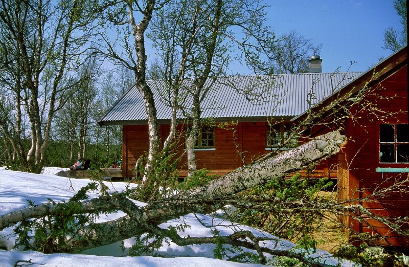 183_45.jpg - Ei bjørk hadde blitt veltet av nyttårsstormen
