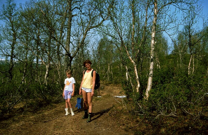 183_48.jpg - Frodig bjørkeskog ved Møbekkvollen