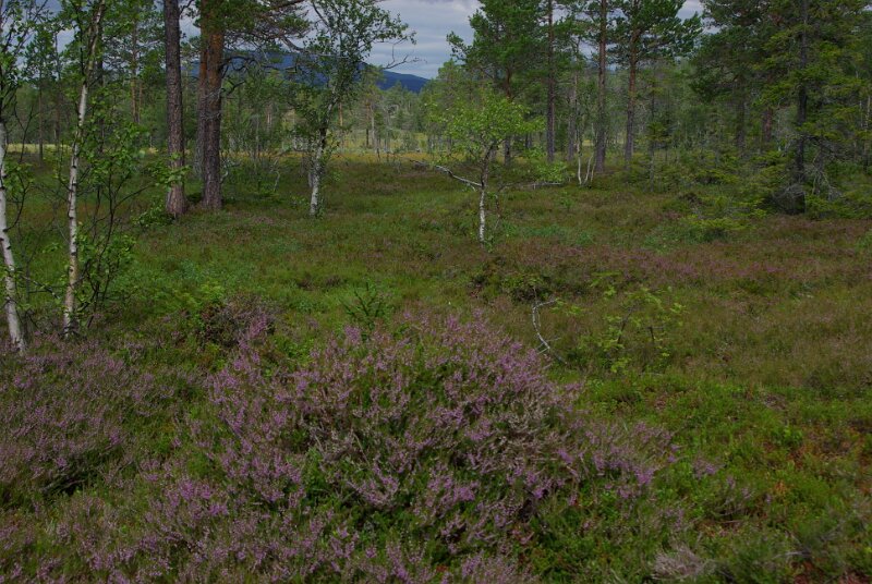Imgp7661.jpg
