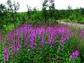 Img_0556