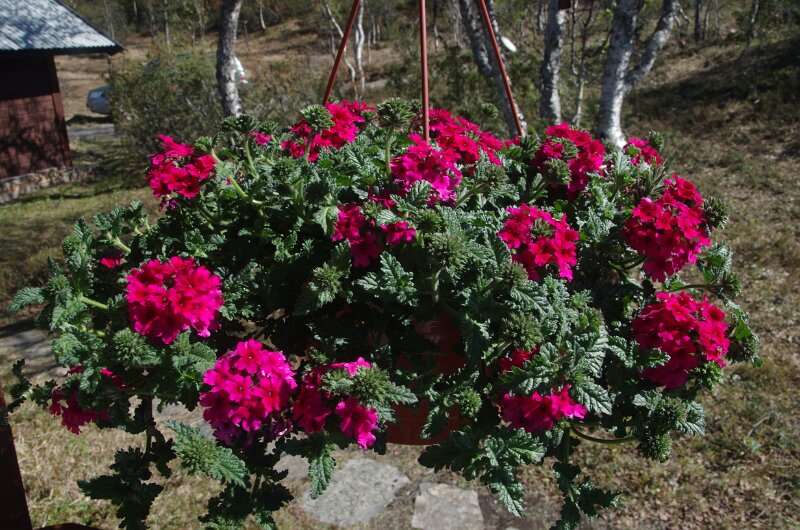 Imgp9891.jpg