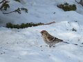 Img_0187