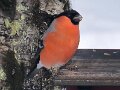 Img_0255